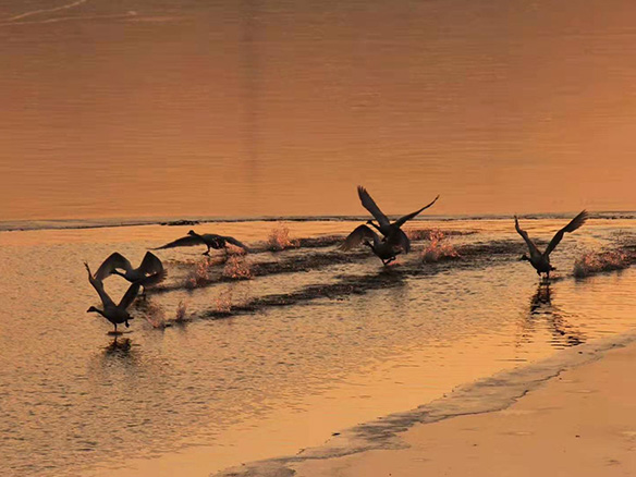 412MW！錦州陽光獲國電投青海高效雙面組件訂單